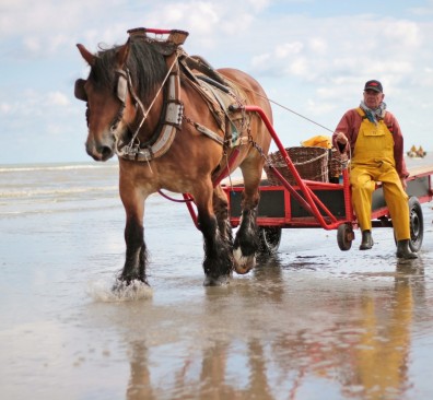 Paardenvissers in Oostduinkerke