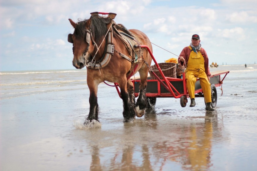 paardenvissers paardevissers oostduinkerke