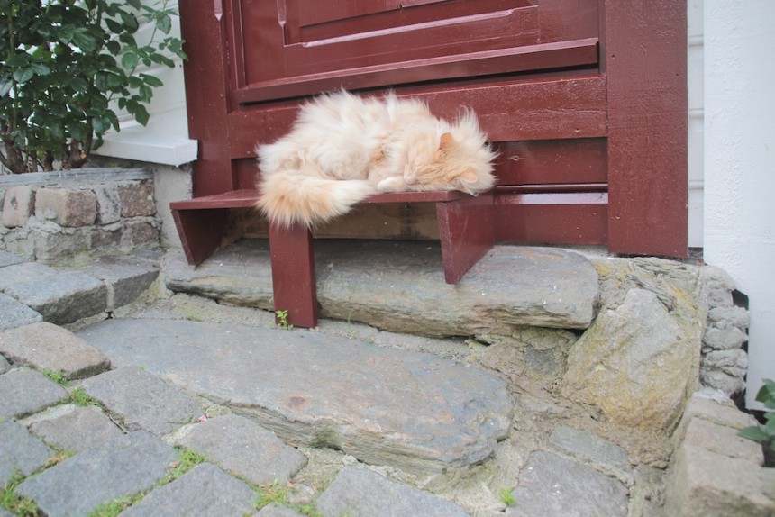 Gamle Stavanger cat