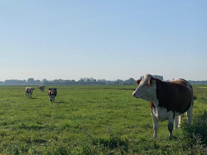 Op Hodenpijl Schipluiden koeien