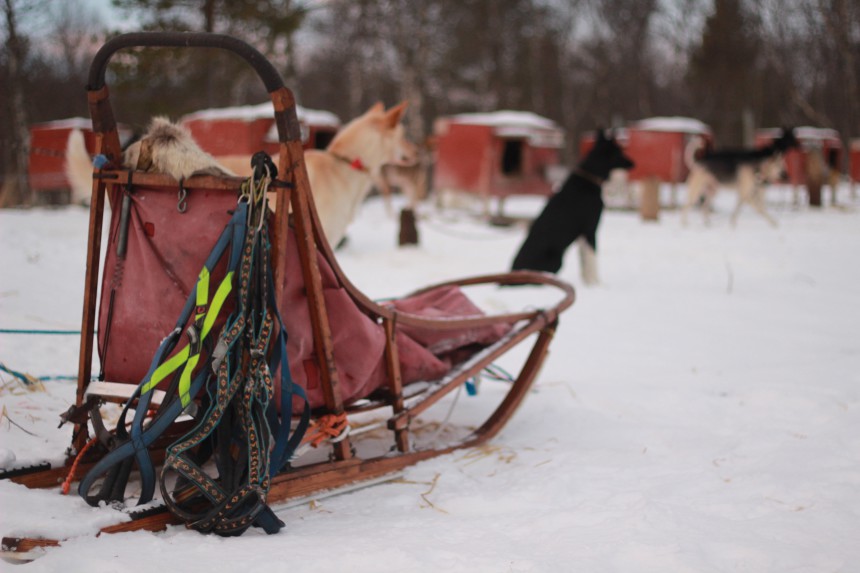 Husky Adventure Røros Norway Alaskan huskies winter wonderland Trøndelag