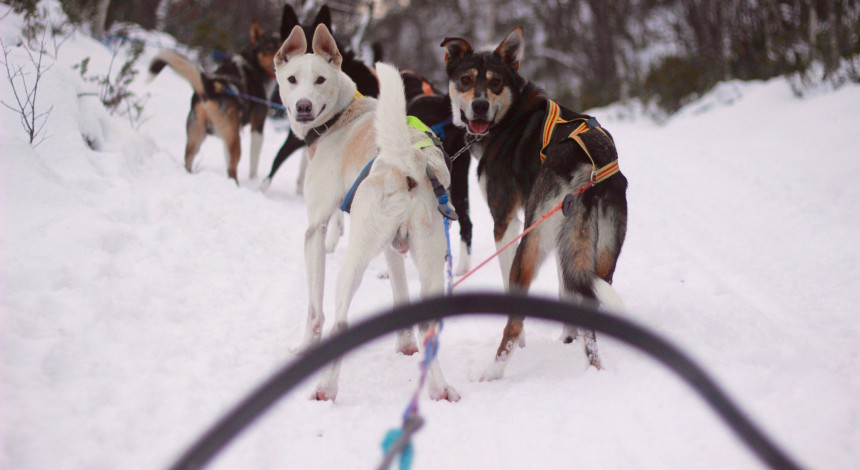 Husky Adventure Røros Norway Alaskan huskies winter wonderland Trøndelag