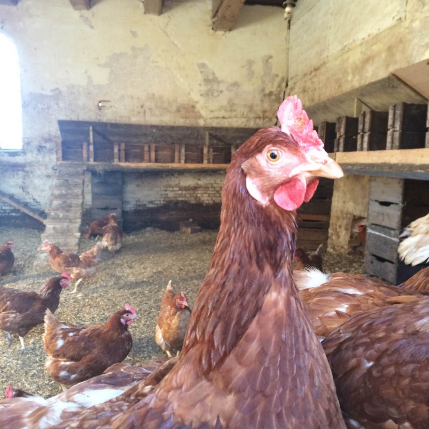 Biologische kip Op Hodenpijl Schipluiden kippen biologisch eieren