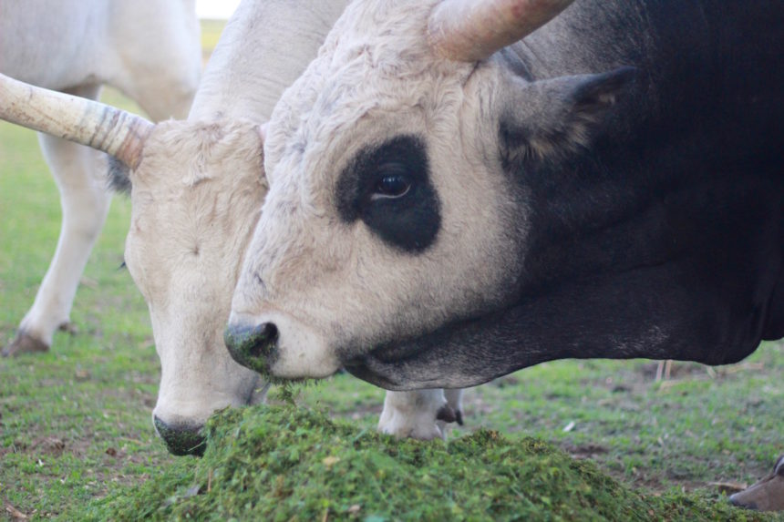 Tuba Tanya stier poesta Debrecen biologische stier Szürkemarha stieren