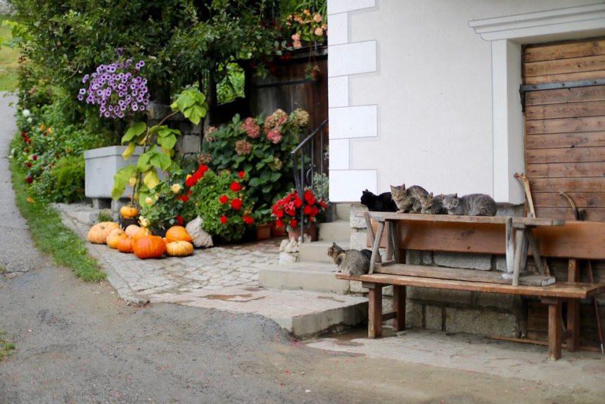 poezen boerderij wandelen Kastanjeroute Zuid-Tirol