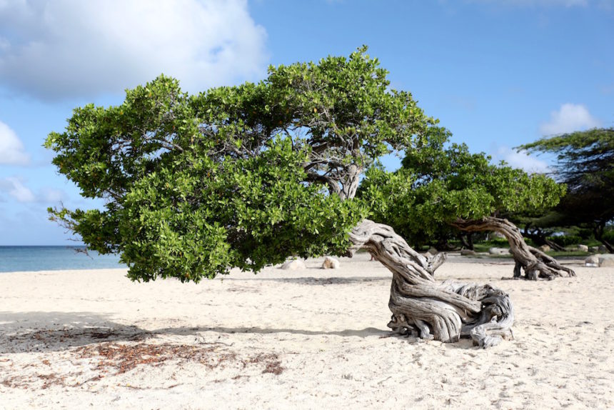 Divi-divi bomen Aruba divi divi trees nature