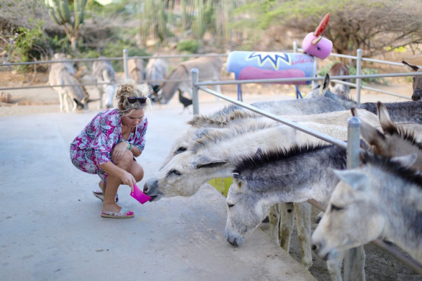 Donkey Sanctuary Aruba jeannette van mullem ezels