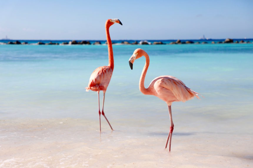 Flamingo's Renaissance Island Aruba travel blog flamingo photography