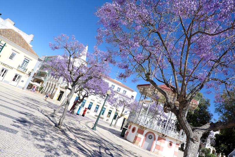 Faro algarve tips jacaranda boom