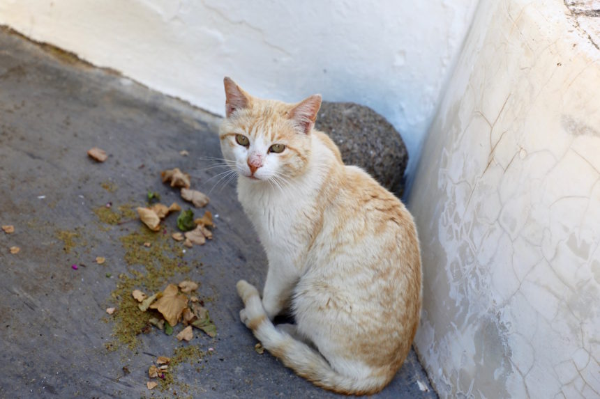 Companhia das Culturas hotel Algarve cat