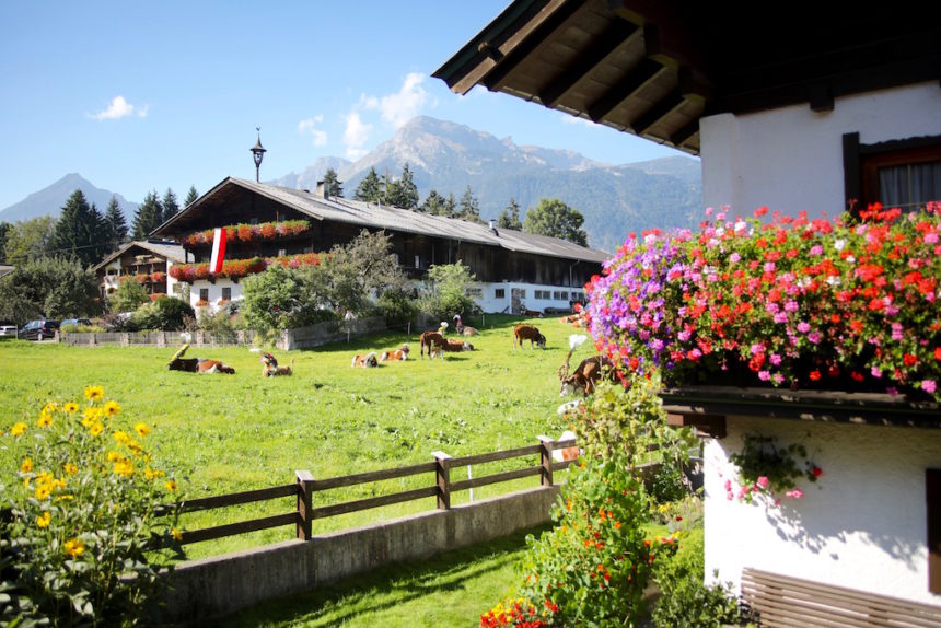 Almabtrieb Tirol Reith im Alpbachtal