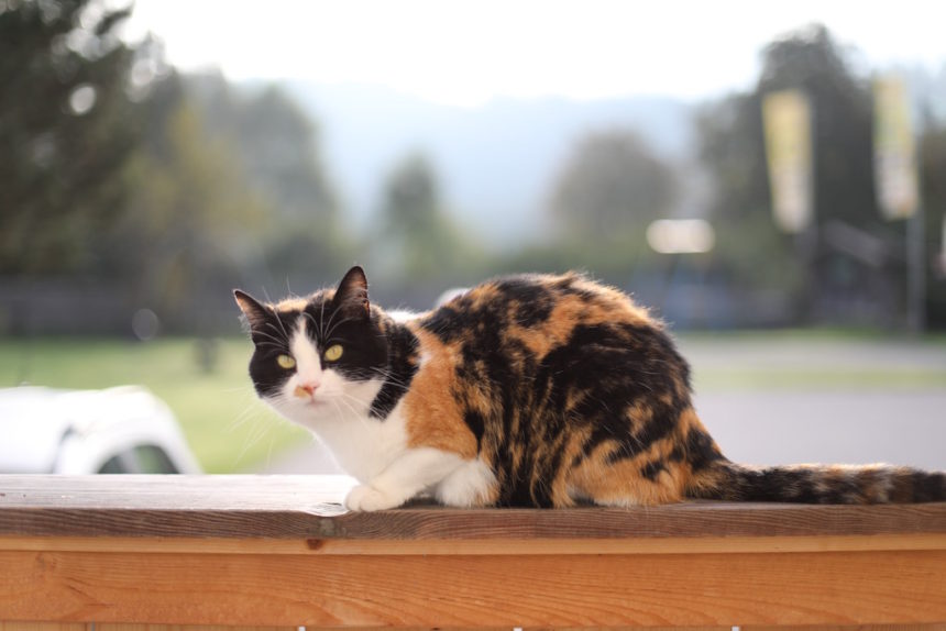 Kat bij camping Stadlerhof