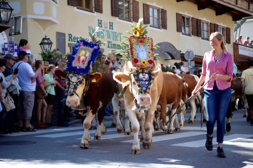 Almabtrieb Tirol Reith im Alpbachtal