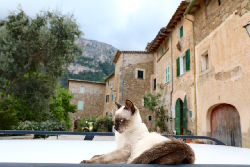 Kat in Deià mallorca 