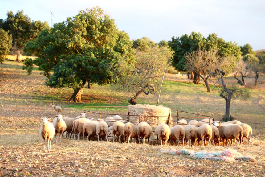 Agroturismo Ses Cases Noves Mallorca