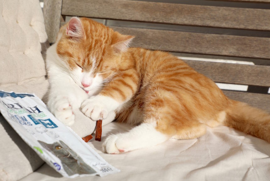 biologisch kattenvoer yarrah