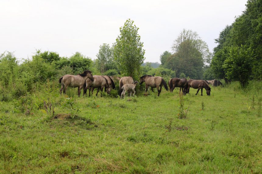 konikpaarden Horsterwold