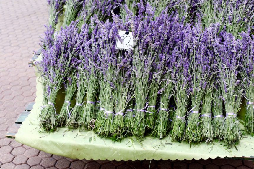 Zagreb markt lavendel