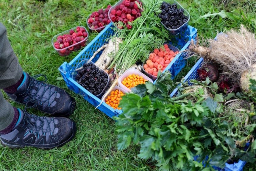 Bränneriets Gård Zweden biologisch eten