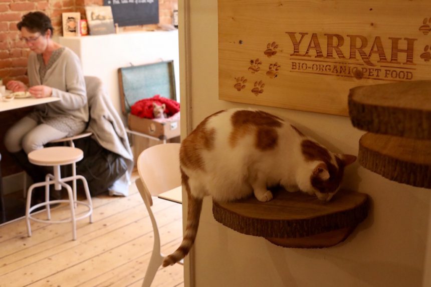 Biologisch kattenvoer Yarrah kattencafe