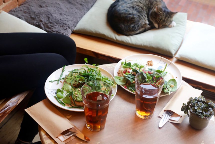 Vegetarisch en vegan eten Kattencafe balthazar nijmegen