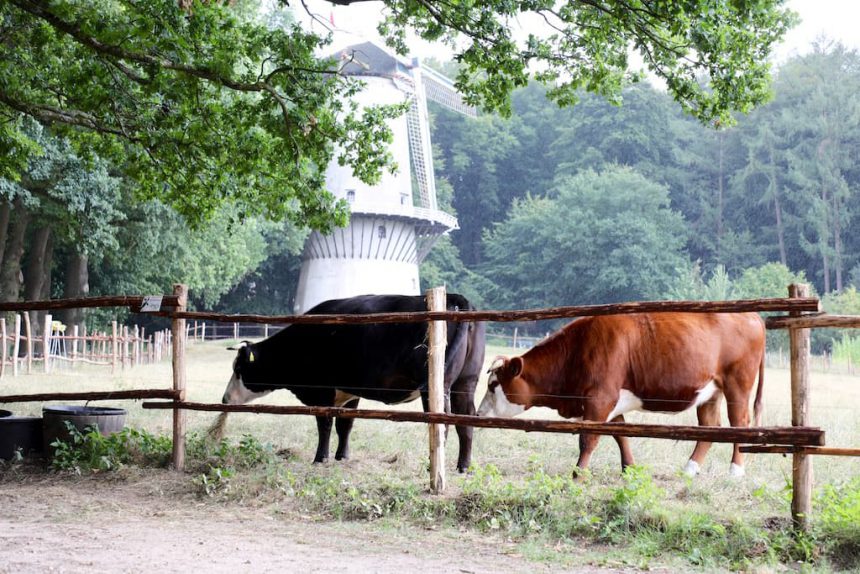 Openluchtmuseum Arnhem koeien