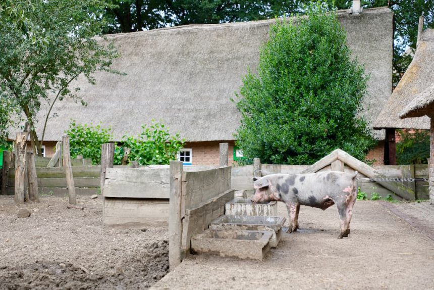 Openluchtmuseum Bonte Bentheimer varken