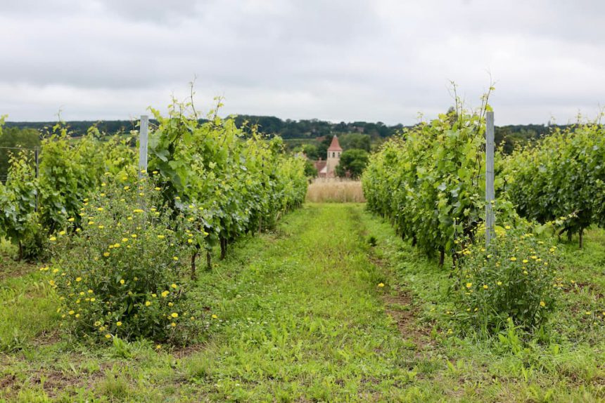 Domaine des Bérioles Cesset St. Pourcain biologische wijn