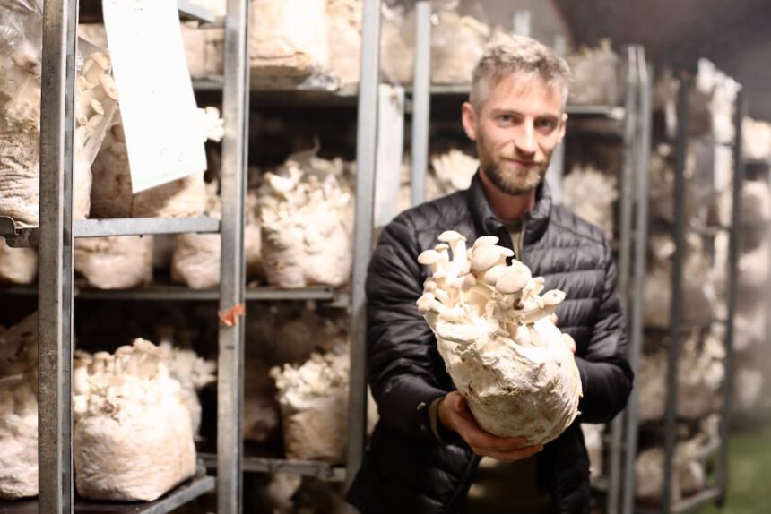 Eclo Brussel Quentin Declerck biologische paddenstoelen