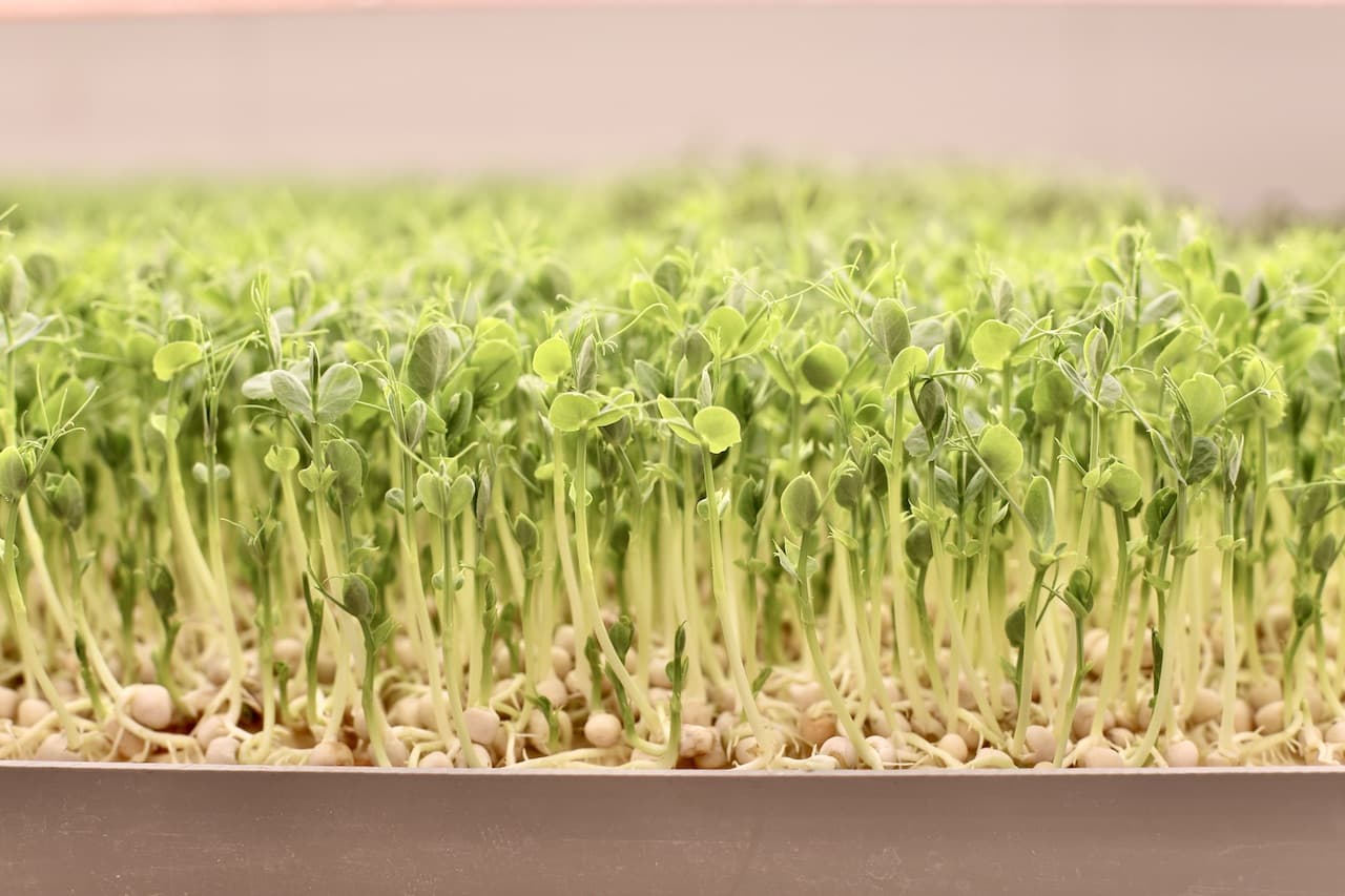 Tips over vitamine B12 Puur! uit eten biologisch, fairtrade