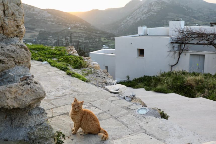 Kat op Skyros