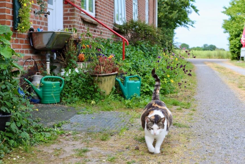 Daler camping Zuid-Denemarken nederlands Tønder Højer zuid-jutland