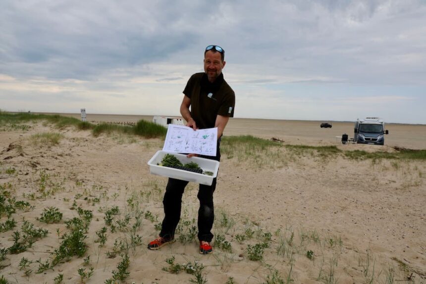 Waddenzee hotdog safari op Rømø wildplukken food tour denemarken