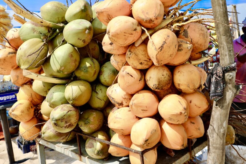 Kokosnoten India